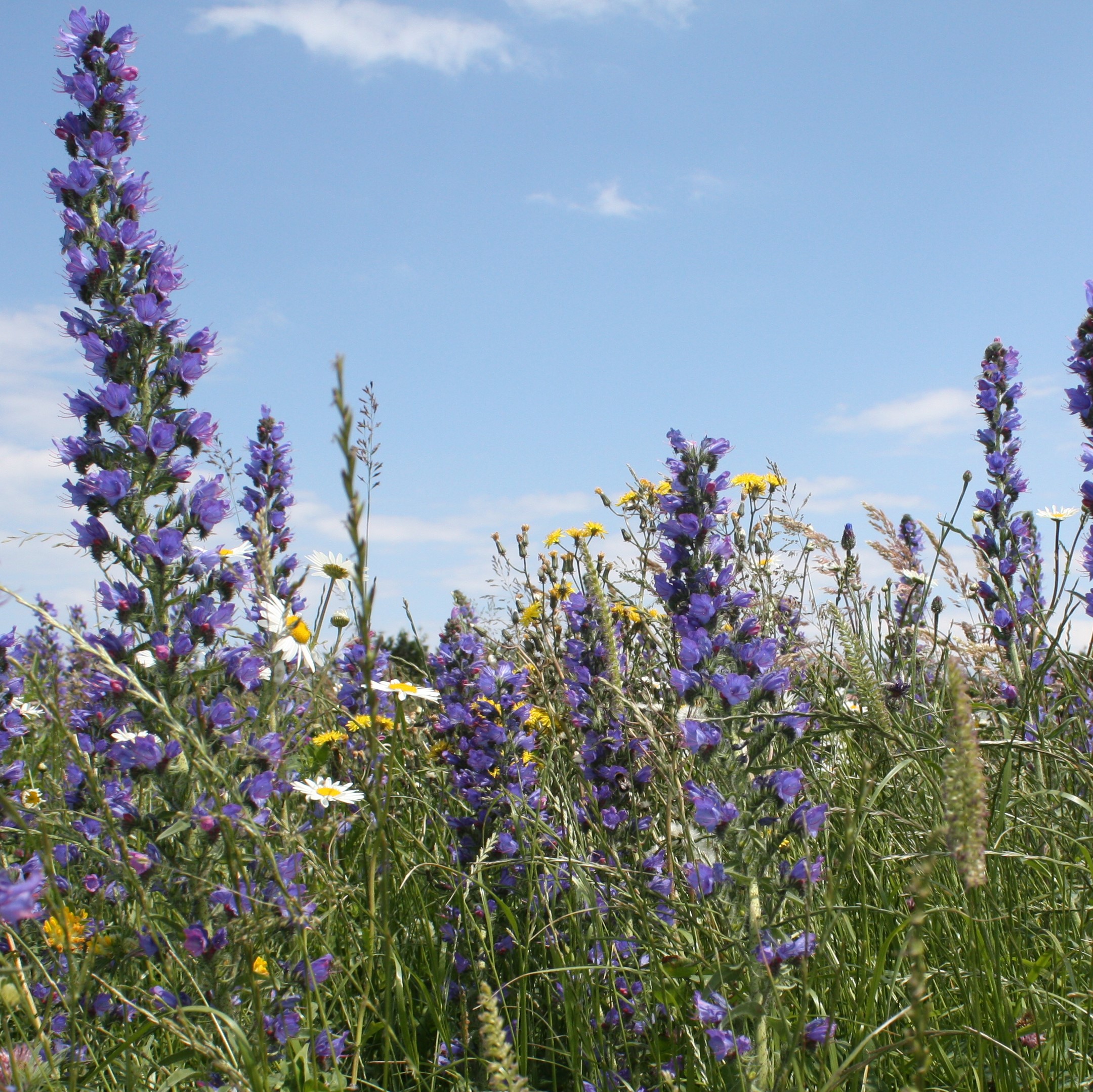 Coastal Wildflowers